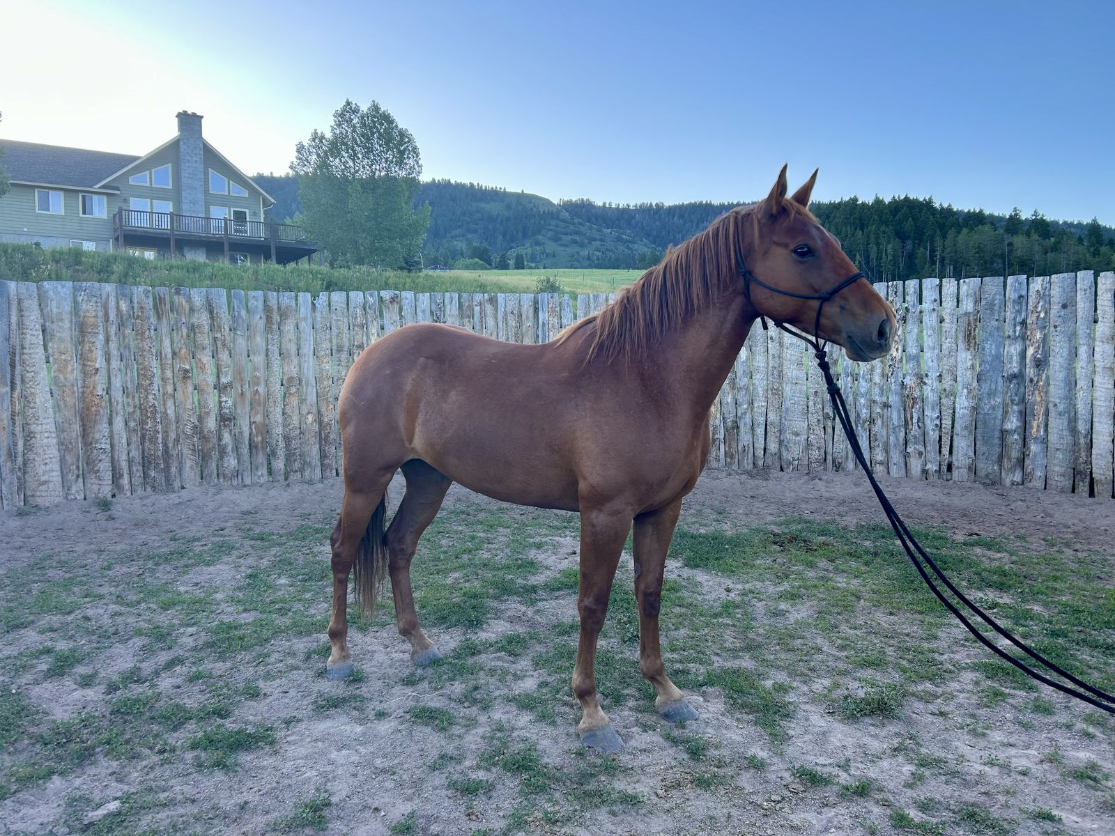 Missouri Fox Trotter Mare 6 Years Old