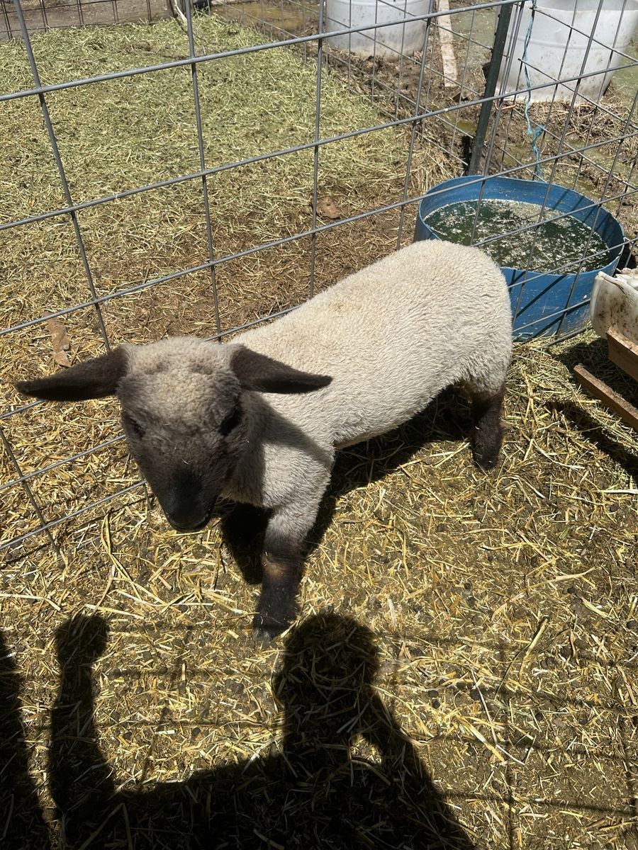Lambs for sale