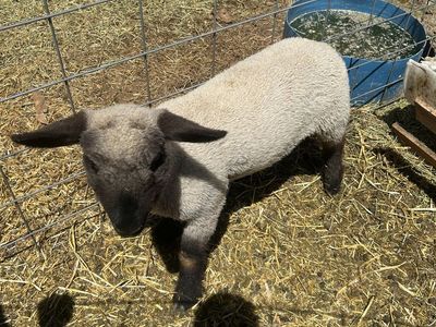Lambs for sale