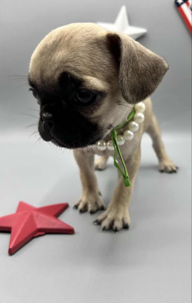 Utah Families - Pug's Arrive June 16th! Reserve Yours Today! 1 Female REMAINING !!