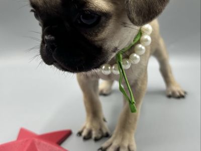 Utah Families - Pug's Arrive June 16th! Reserve Yours Today! 1 Female REMAINING !!