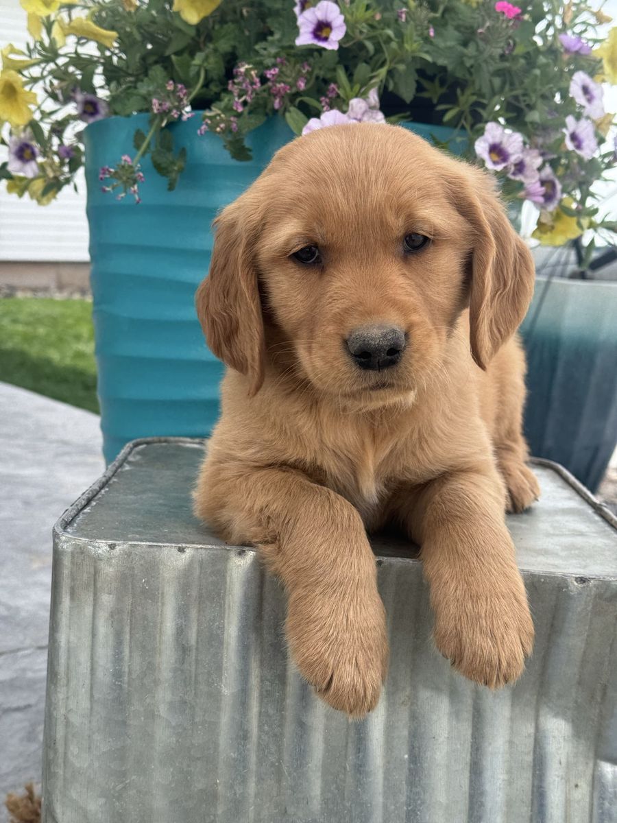 AKC Golden Retriever Puppies
