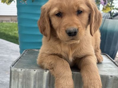 AKC Golden Retriever Puppies