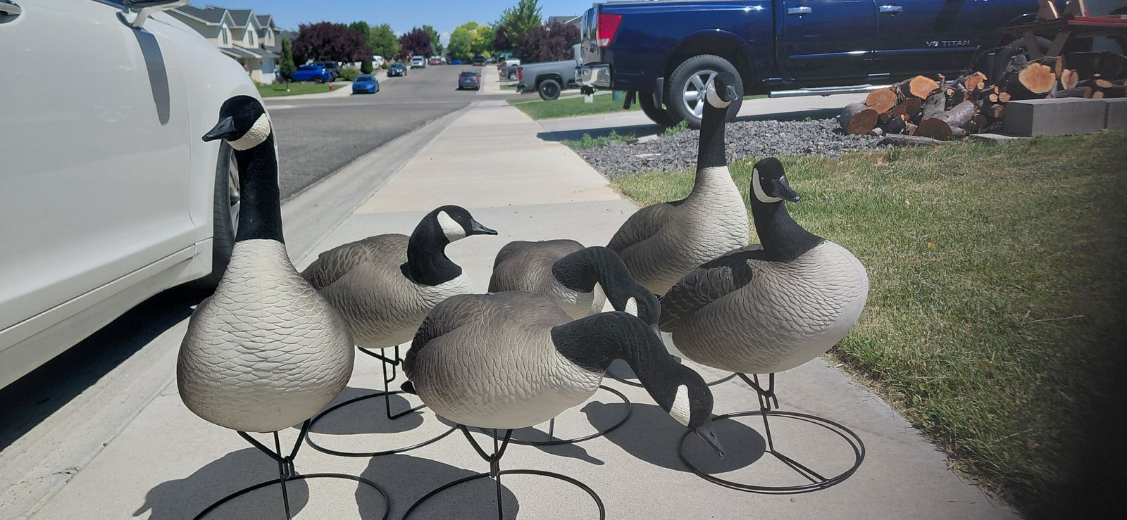 6 geese decoy