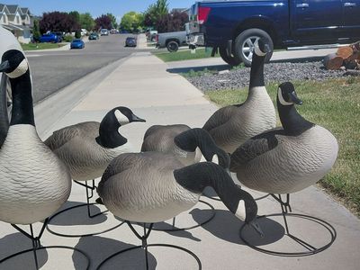 6 geese decoy
