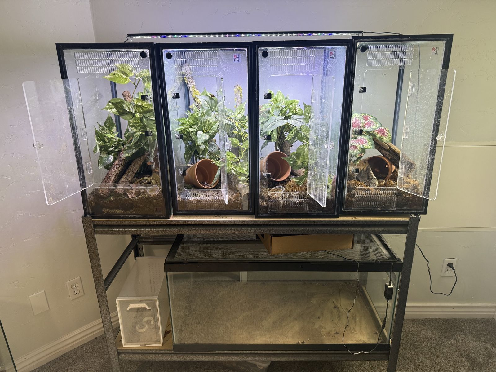 Gecko enclosures semi-bioactive breeding setup