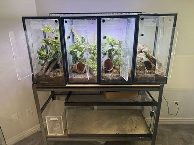 Gecko enclosures semi-bioactive breeding setup