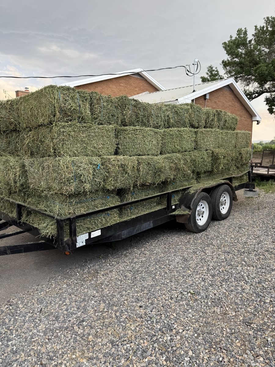 Premium Alfalfa Hay
