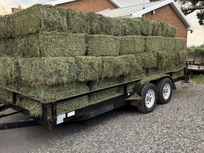 Premium Alfalfa Hay