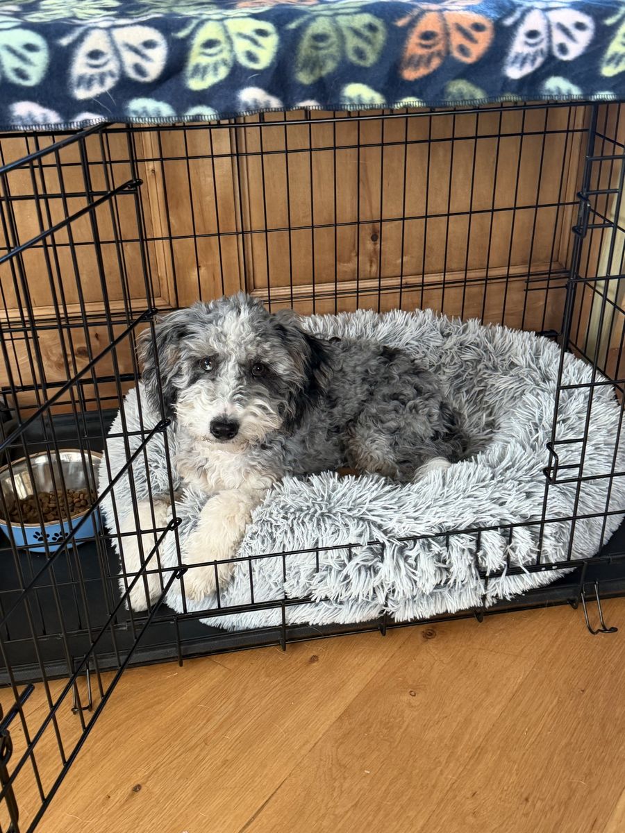 Doodle. Poodle. Aussiedoodle Girl and Boy - Clear Genetics.