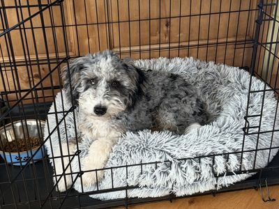 Doodle. Poodle. Aussiedoodle Girl and Boy - Clear Genetics.
