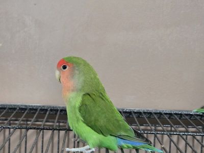 Rosy-faced Lovebirds