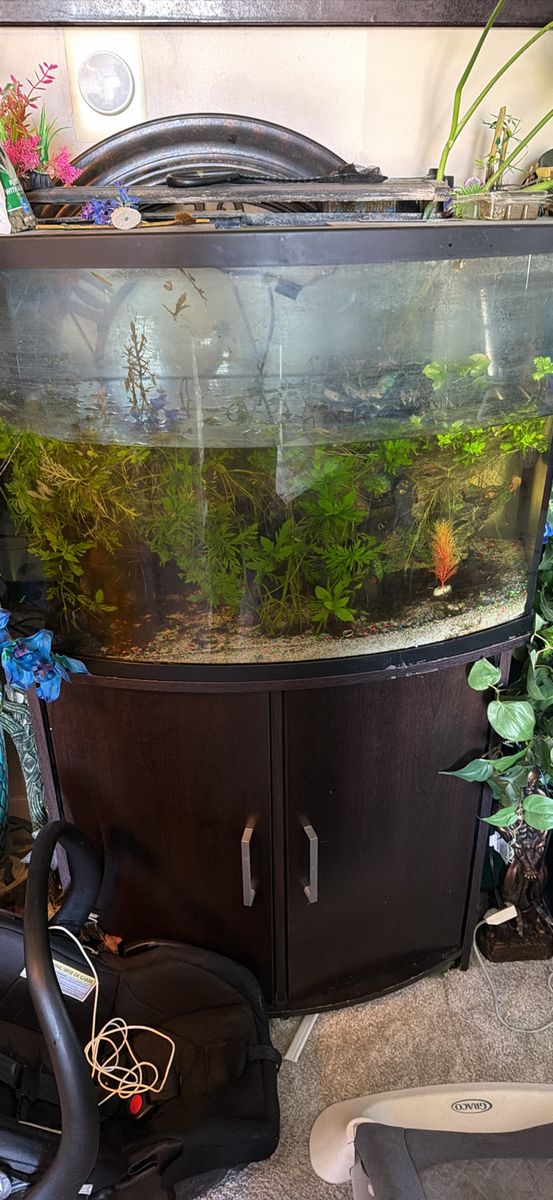 Fish tank with fish and live plants.