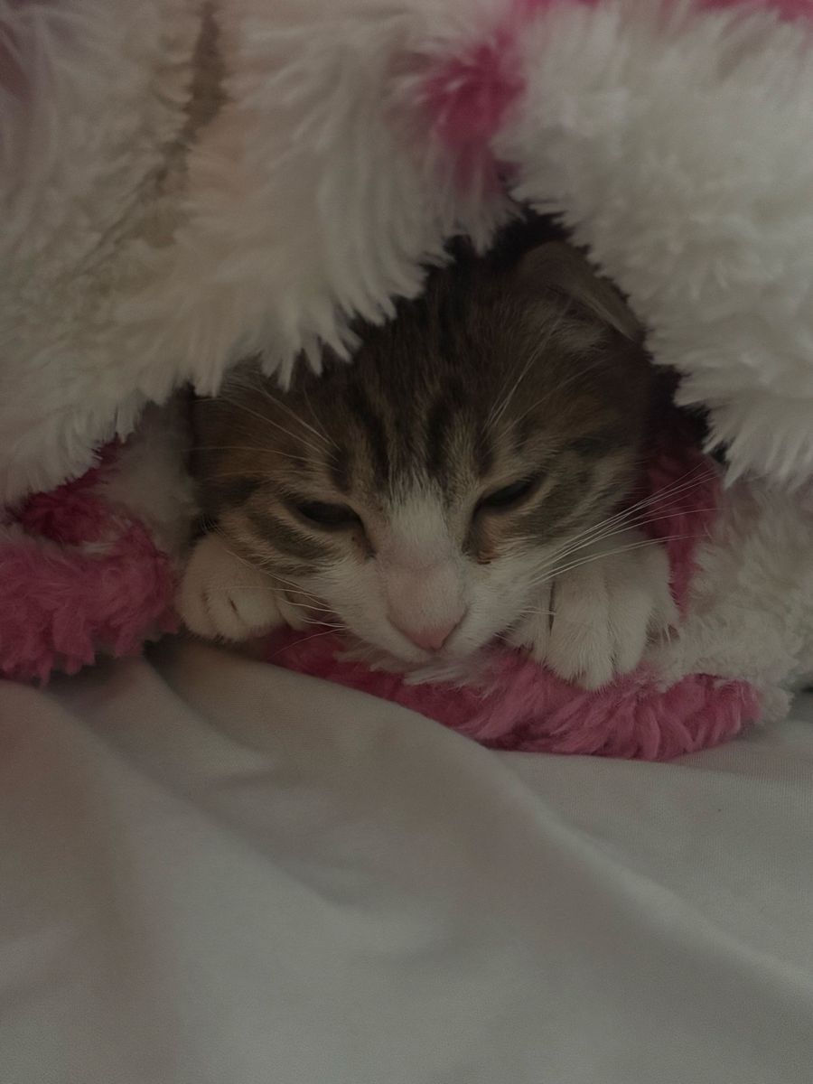 Scottish fold