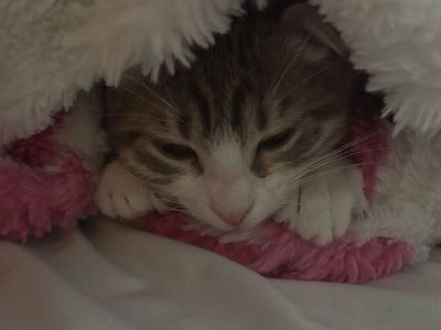 Scottish fold