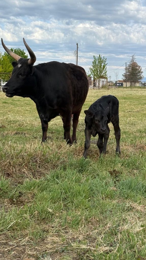 Miniature Longhorn Mix and Calf