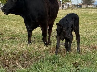 Miniature Longhorn Mix and Calf