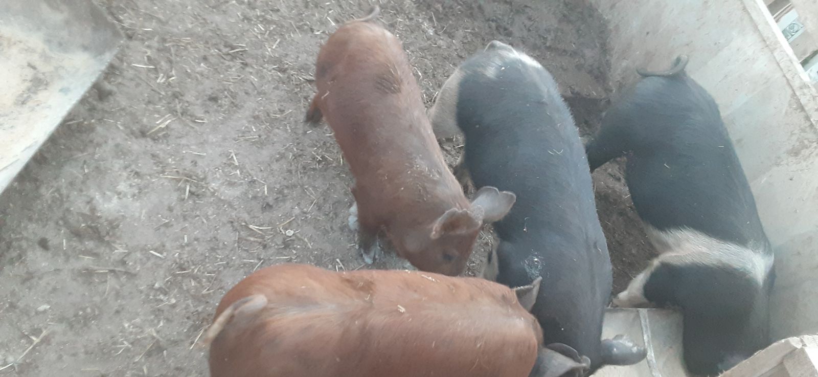 Feeder pigs, what is left from 4-H