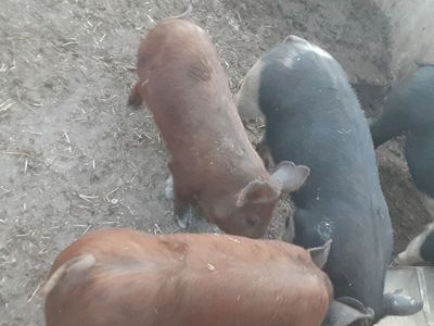 Feeder pigs, what is left from 4-H
