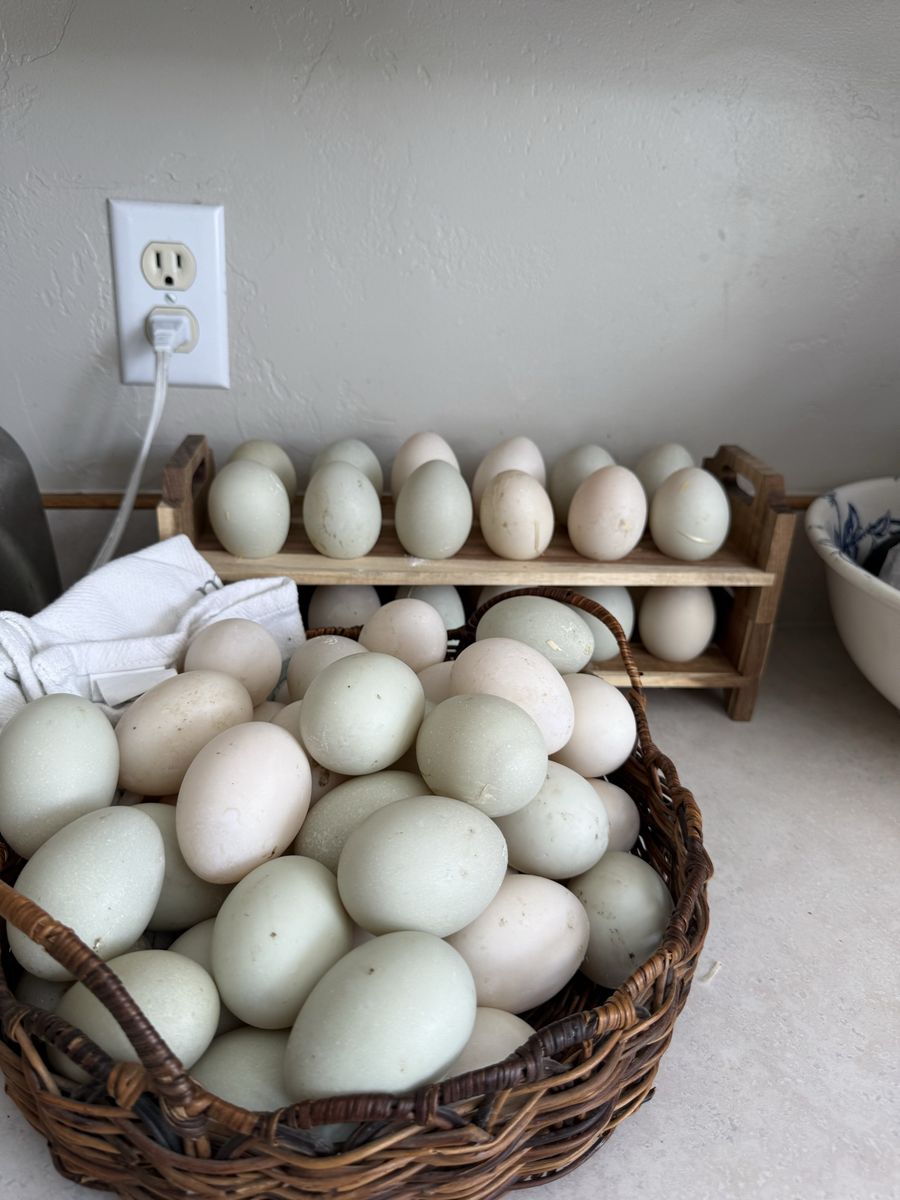 Fertilized Runner Duck Eggs