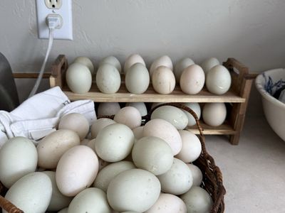 Fertilized Runner Duck Eggs