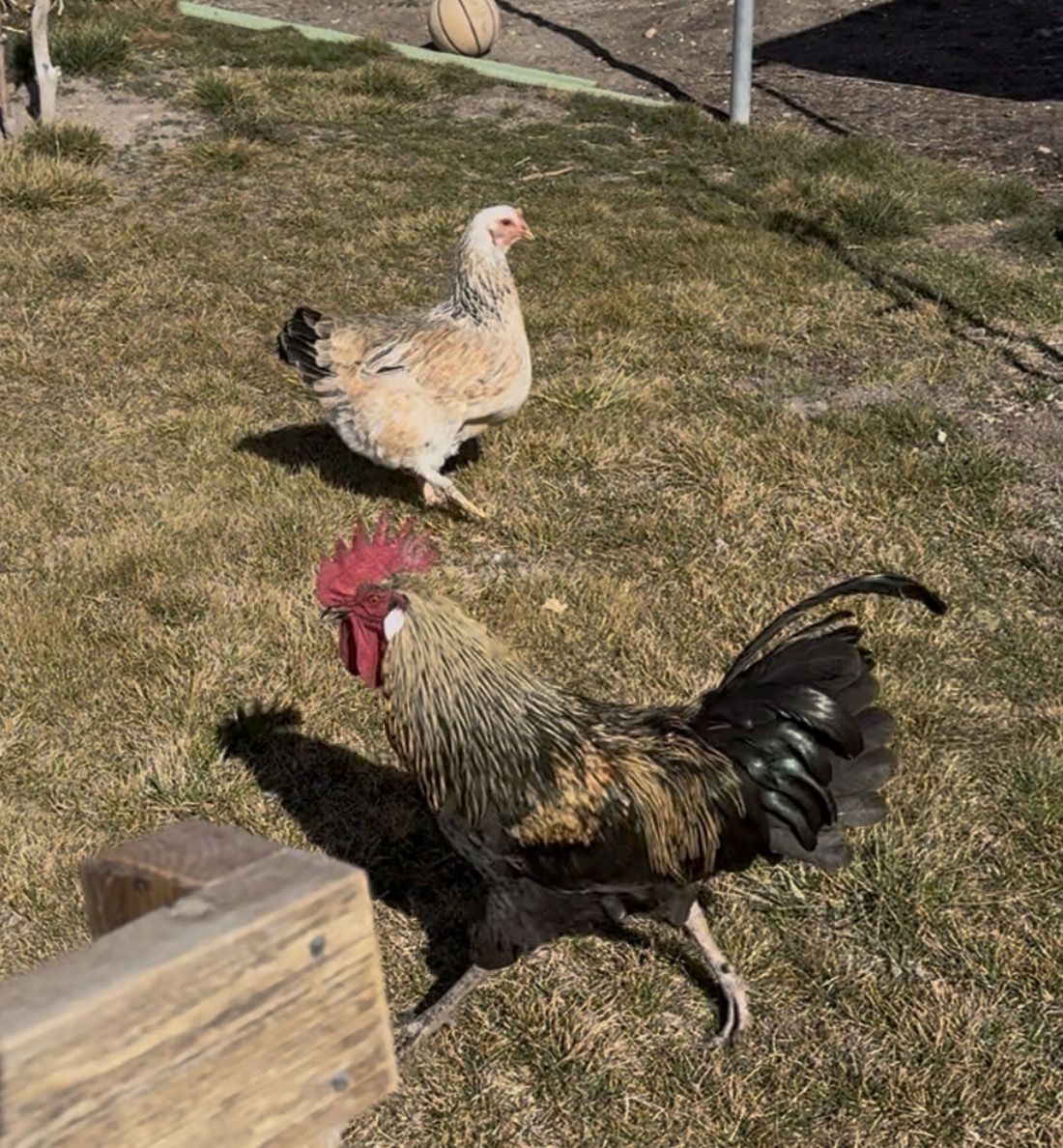 Ameraucana Chicken (Pair)