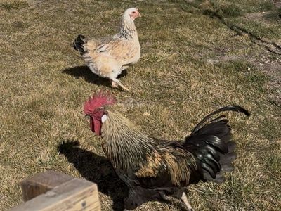 Ameraucana Chicken (Pair)