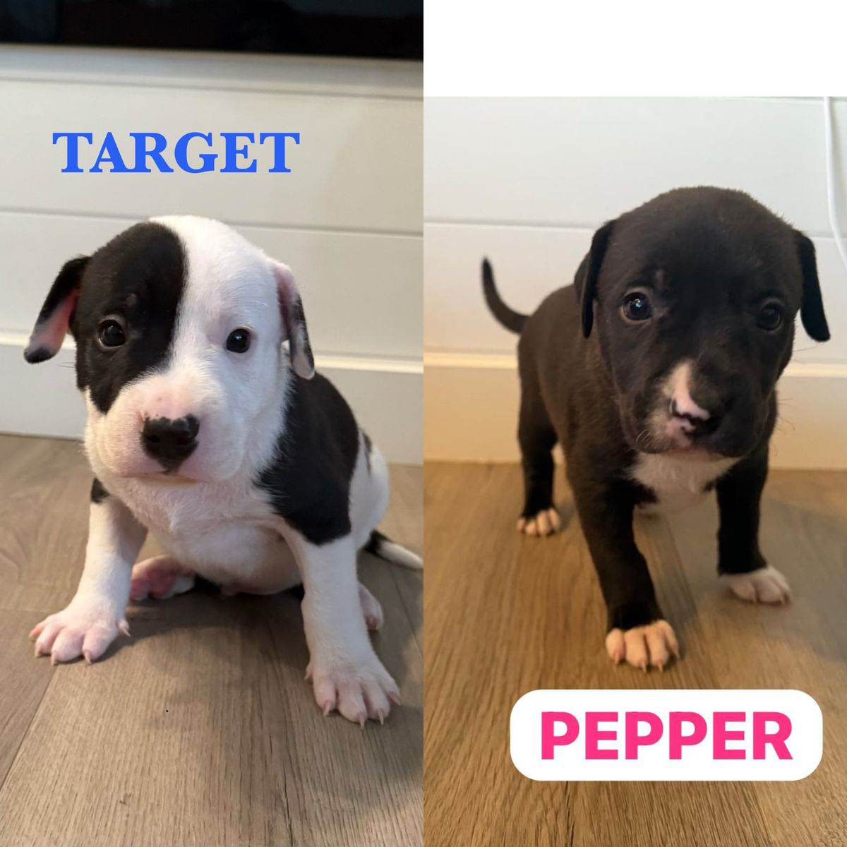 American Bully × Border Collie puppies looking for loving homes!