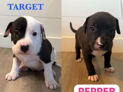 American Bully × Border Collie puppies looking for loving homes!