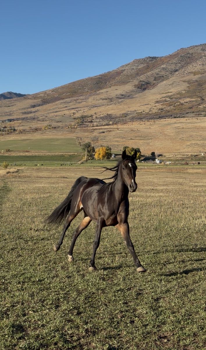 Beautiful Fancy Walking Quarab