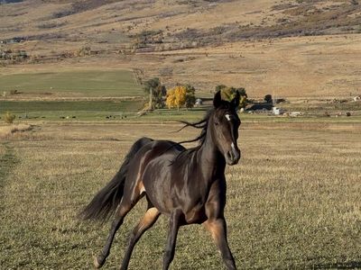 Beautiful Fancy Walking Quarab