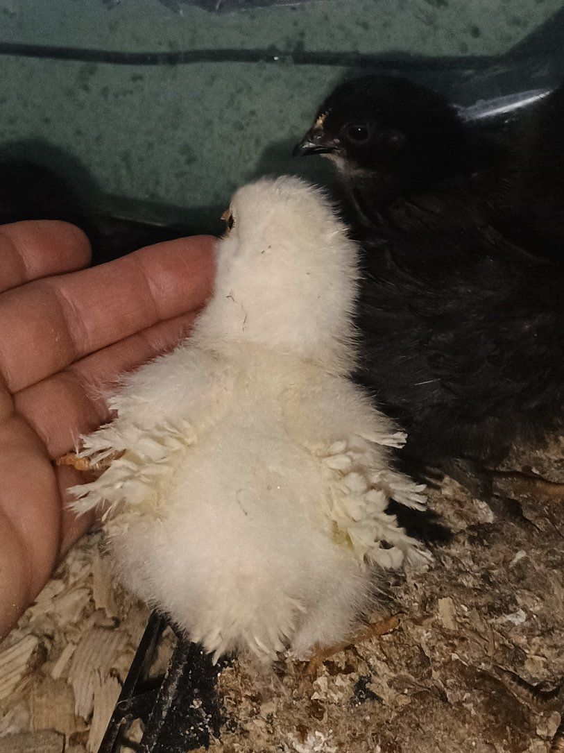 Bantam Chicks, Frizzle, Cochin, Silke, D'Uccle mix