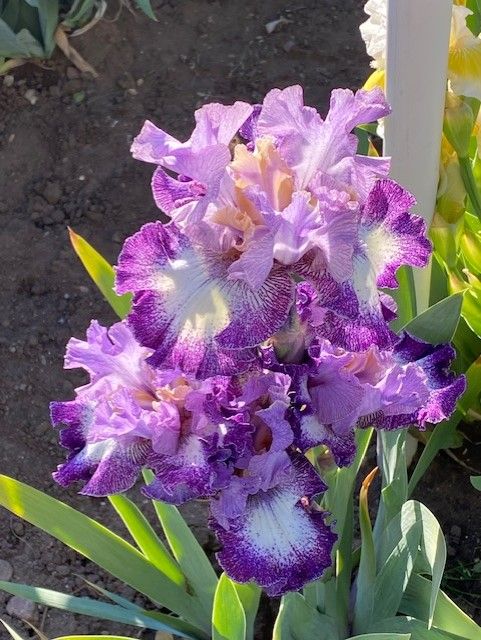Iris Plants--Beautiful colors--Over 90 varieties