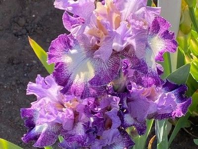 Iris Plants--Beautiful colors--Over 90 varieties