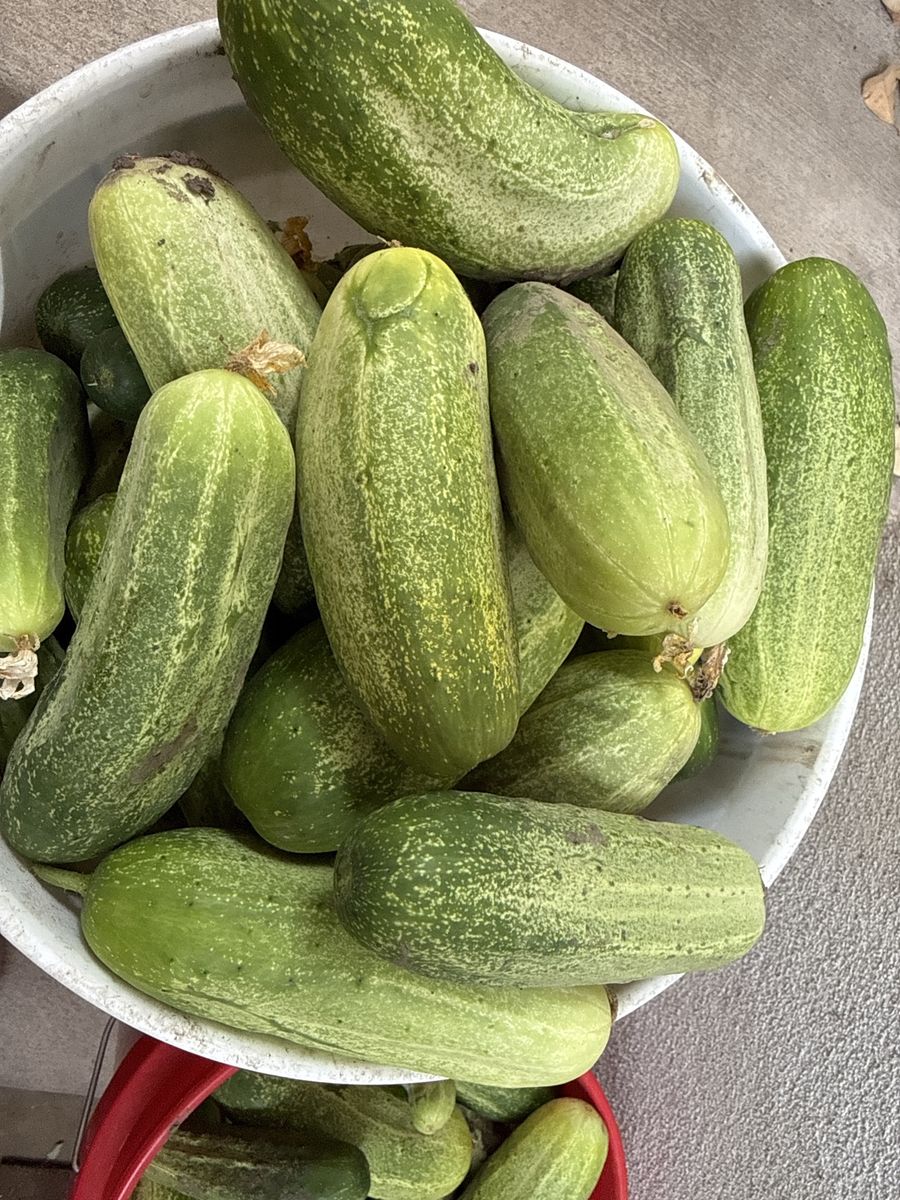 Fresh Picked Large Pickling Cucumbers - Perfect for Sliced Pickles