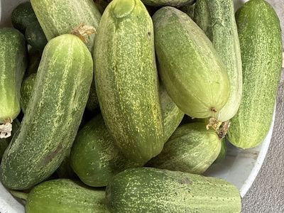 Fresh Picked Large Pickling Cucumbers - Perfect for Sliced Pickles