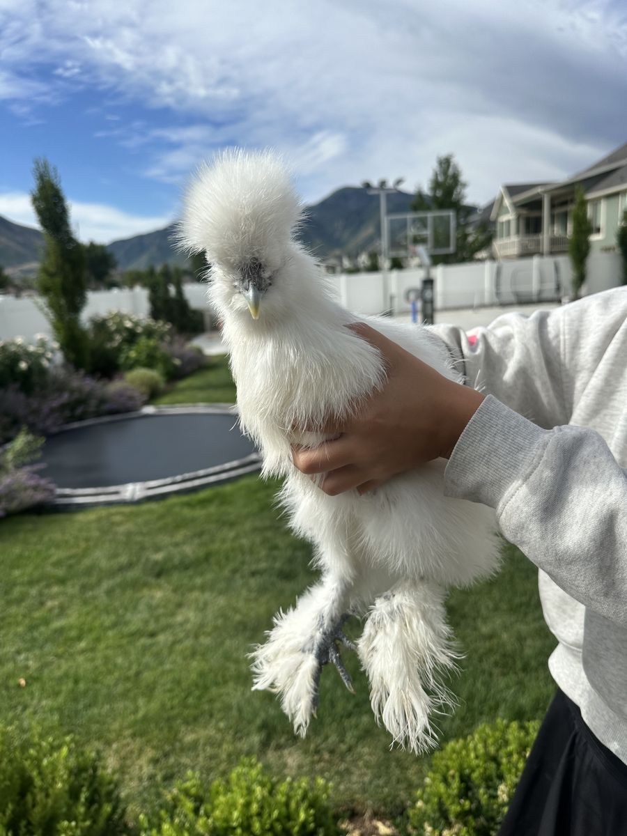 FREE 3 month old hens