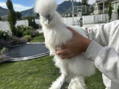 FREE 3 month old hens