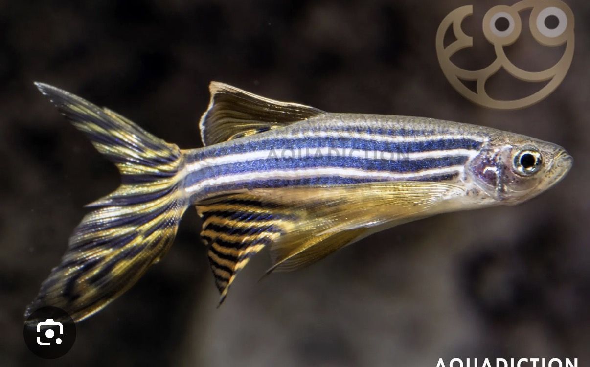 Rehoming 4 long finned zebra danios- FREE
