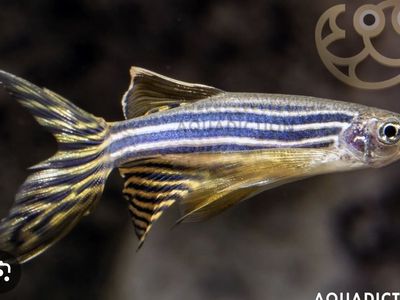 Rehoming 4 long finned zebra danios- FREE