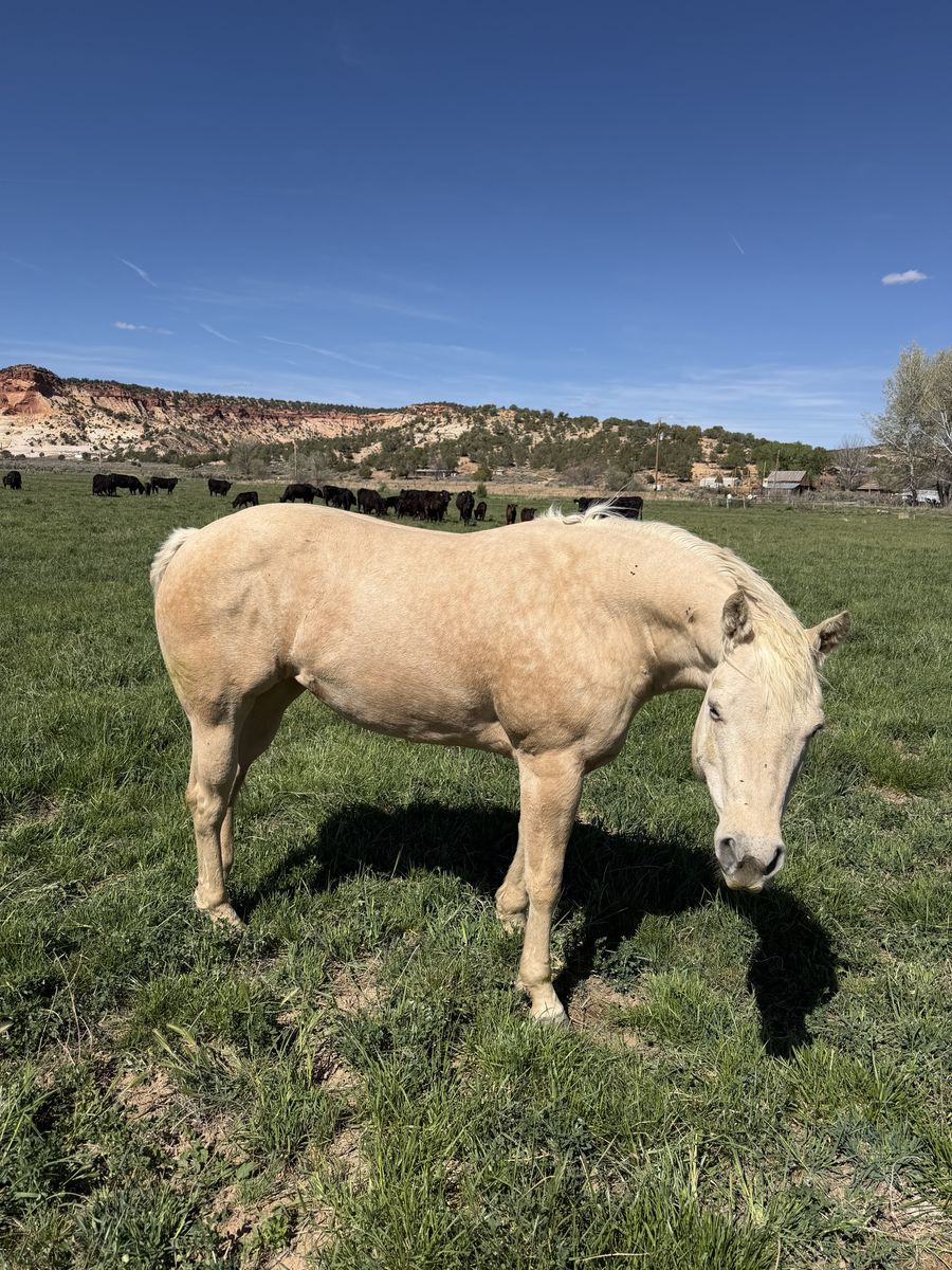 AQHA registered 8-year old mare