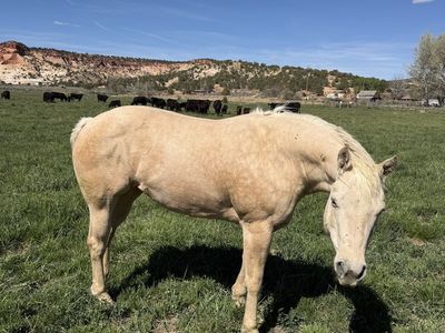 AQHA registered 8-year old mare