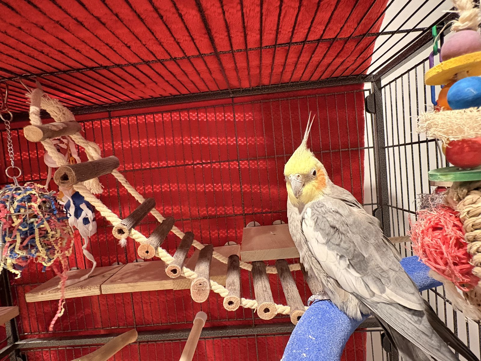 Cockatiel & Cage