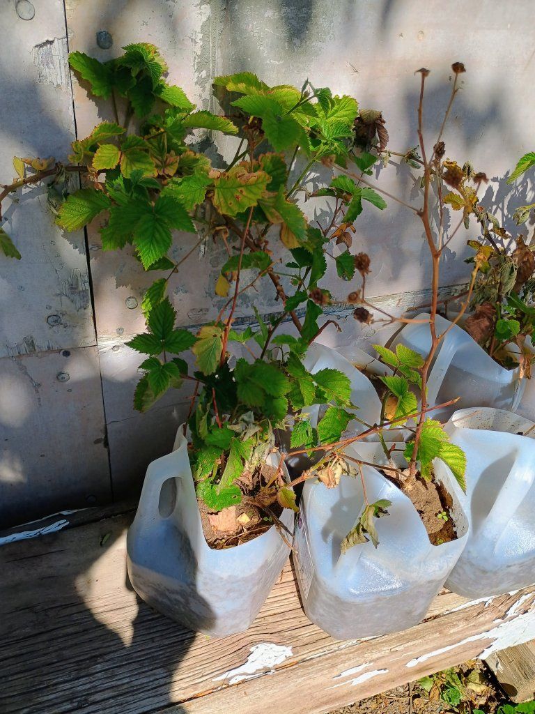 Thornless Black Berry plants