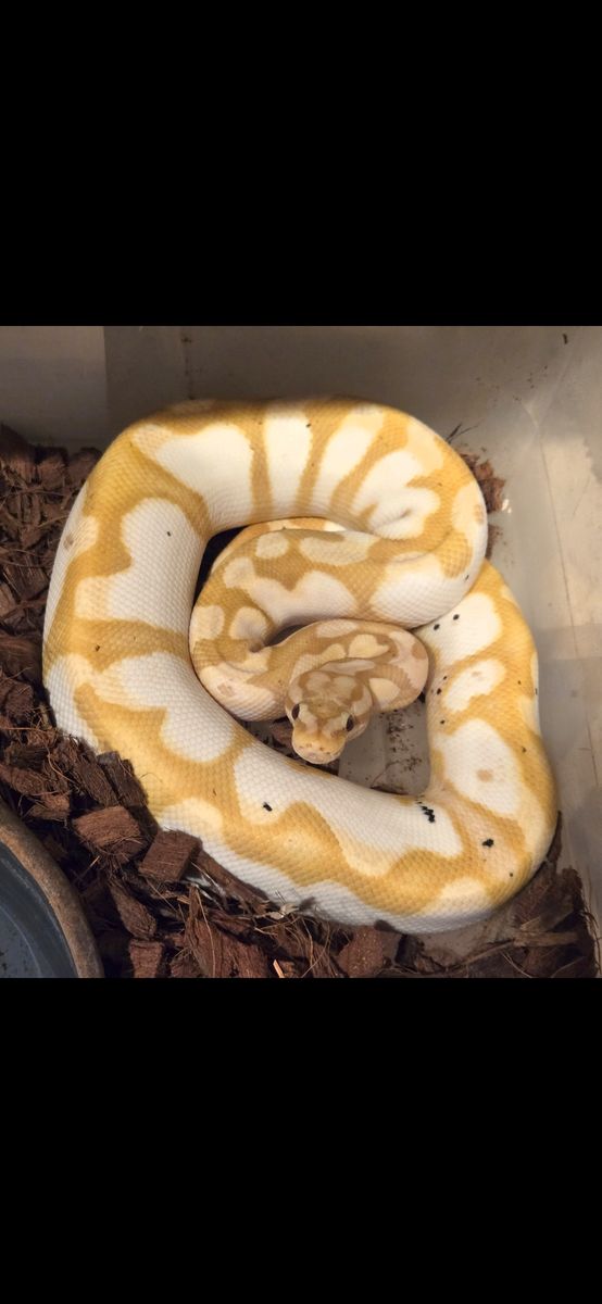 Ball Python