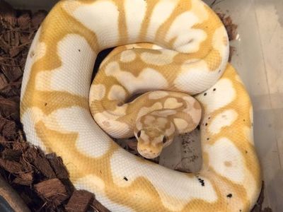 Ball Python