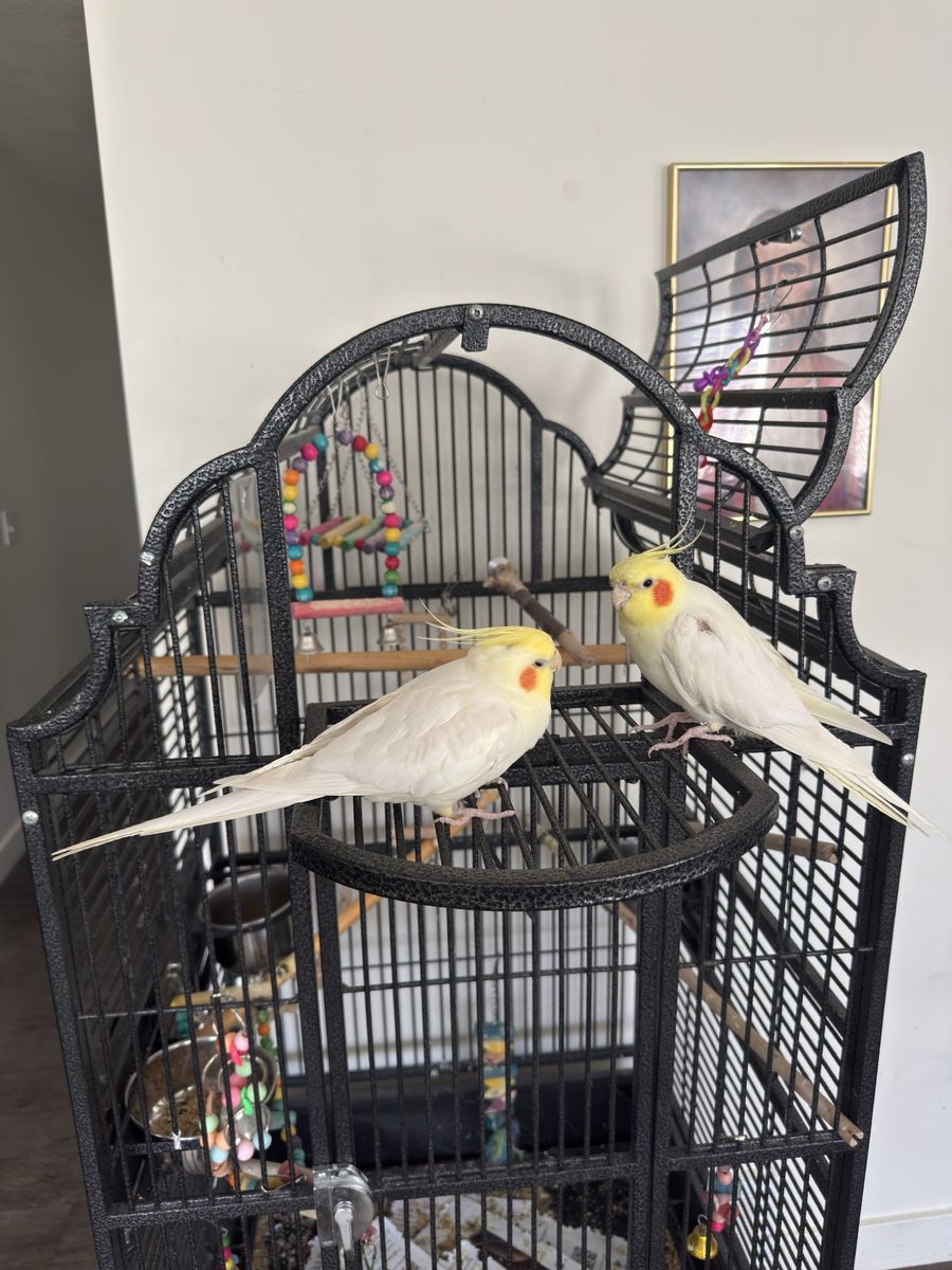 Pair of cockatiels with large metal cage and accessories