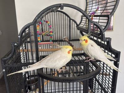 Pair of cockatiels with large metal cage and accessories