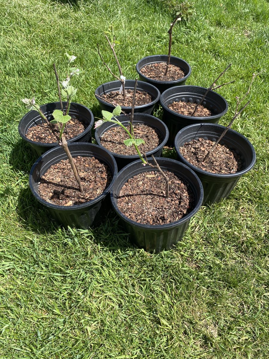 Concord grape plants