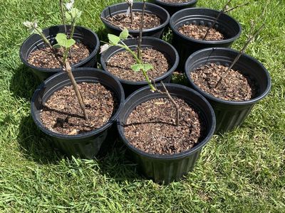Concord grape plants